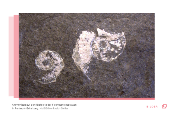 Screenshot der Bildergalerie auf der Website des Naturhistorischen Museum Bern